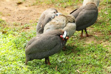 Beçtavuğu doğa ile