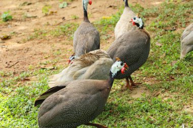 Beçtavuğu doğa ile