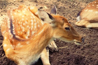 Geyik doğa ile Hayvanat Bahçesi