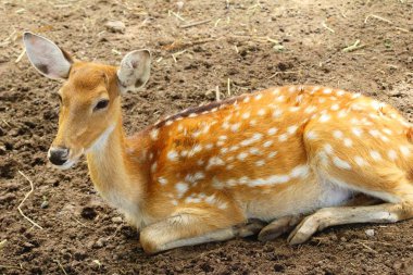 Geyik doğa ile Hayvanat Bahçesi