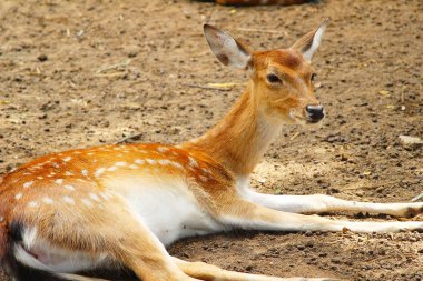 Geyik doğa ile Hayvanat Bahçesi
