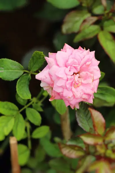 Lindas rosas estão florescendo no jardim — Fotografia de Stock