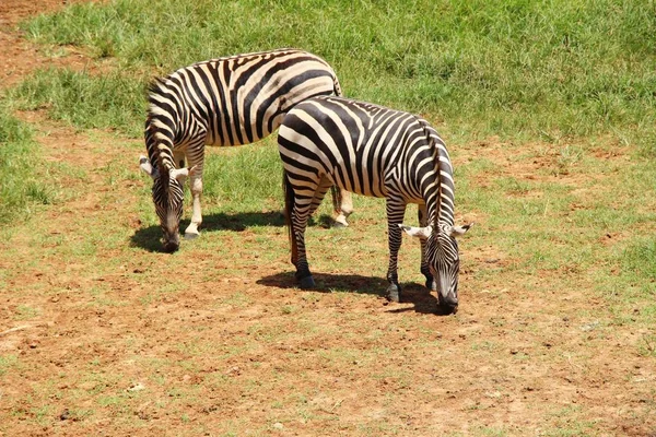 Zebra w zoo — Zdjęcie stockowe