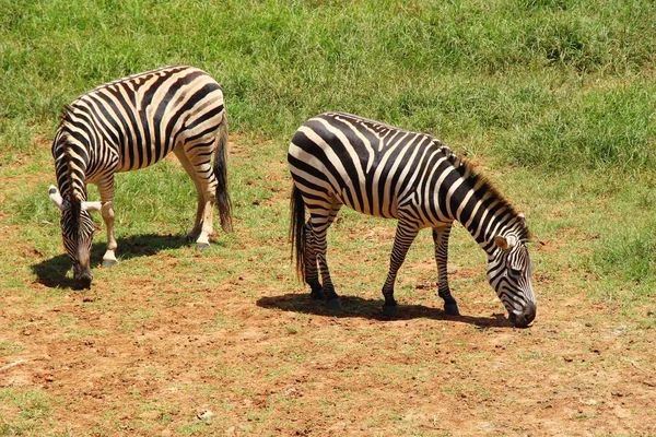 Zebra in the zoo — Stock Photo, Image