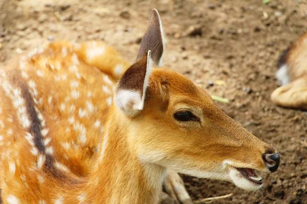 Cerf dans le zoo avec la nature — Photo