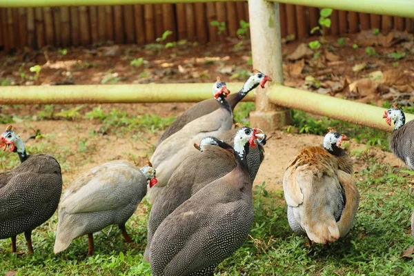 Guineafowl con la naturaleza —  Fotos de Stock