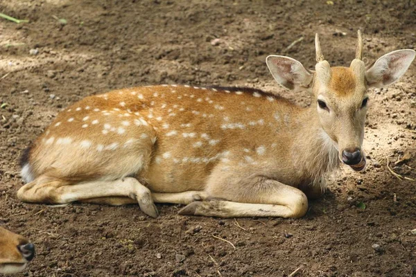 Cerf dans le zoo avec la nature — Photo