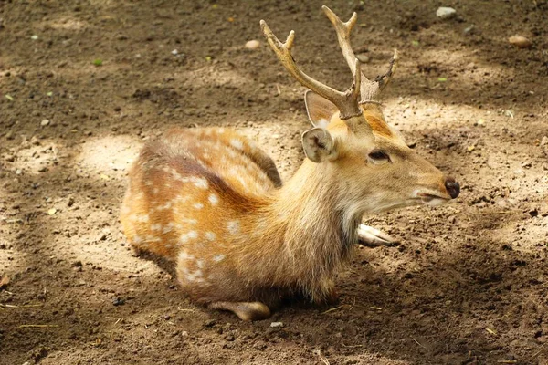 与大自然的动物园里的鹿 — 图库照片