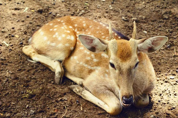 Geyik doğa ile Hayvanat Bahçesi