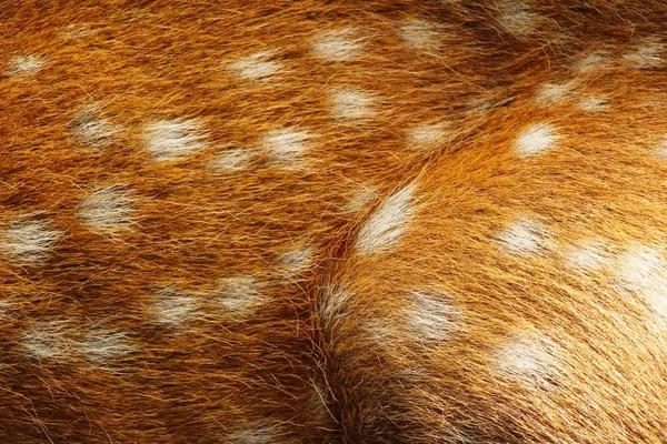 Ciervo en zoológico con la naturaleza —  Fotos de Stock