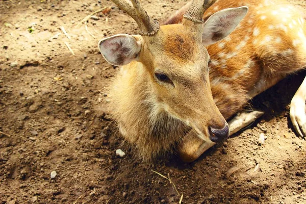 Geyik doğa ile Hayvanat Bahçesi
