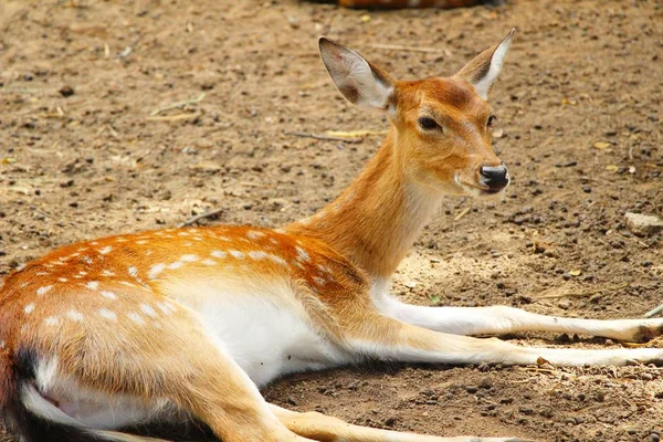 Geyik doğa ile Hayvanat Bahçesi