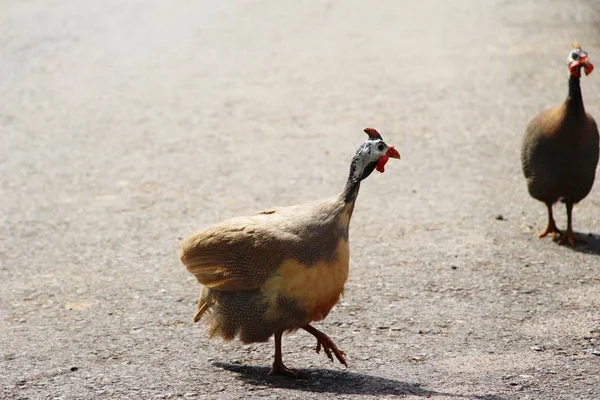 Perlic (Numididae) z naturą — Zdjęcie stockowe