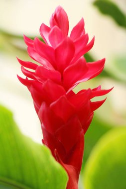 Kızıl kızıl ya da zingiberaceae.