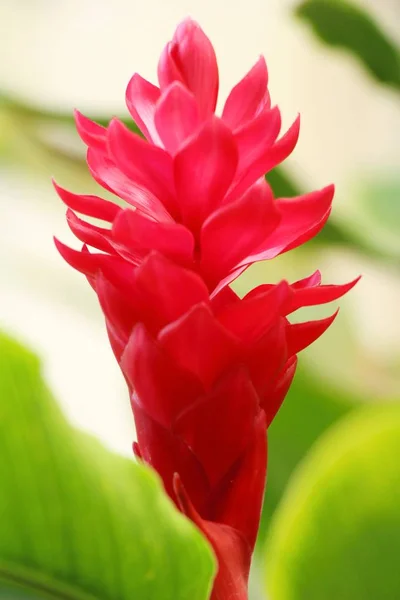 Zenzero rosso o zingiberaceae con la natura — Foto Stock