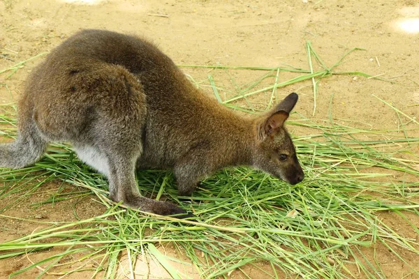 Cüce kanguru benette Hayvanat Bahçesi — Stok fotoğraf