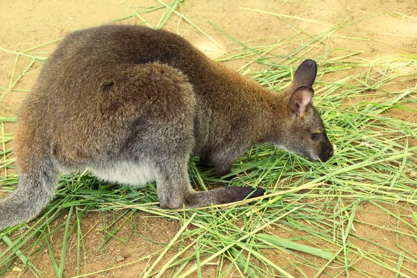 Cüce kanguru benette Hayvanat Bahçesi — Stok fotoğraf