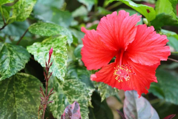 Hibiskusblüte schön in der Natur — Stockfoto