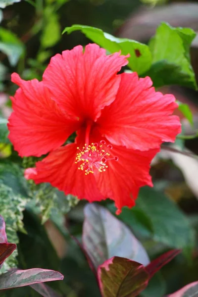 Flor de hibisco em belo na natureza — Fotografia de Stock