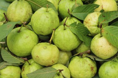 guava meyve Pazar