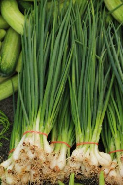 İçinde belgili tanımlık çarşı taze soğan