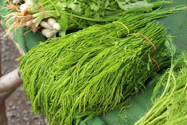 Acacia pennata voor het koken op de markt — Stockfoto