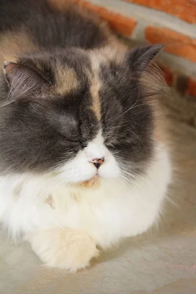 The cat is sleeping on the floor — Stock Photo, Image