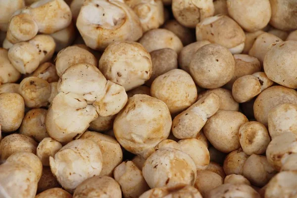 Funghi freschi per cucinare nel mercato — Foto Stock