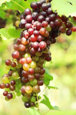 Doğa ile bağ taze üzüm