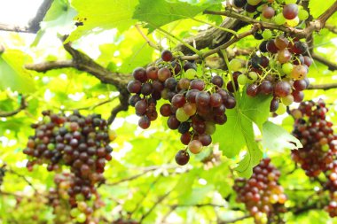 Doğa ile bağ taze üzüm