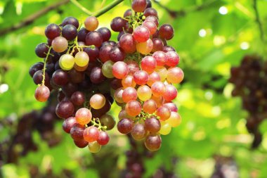 Doğa ile bağ taze üzüm