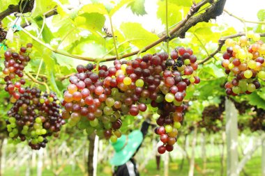 Doğa ile bağ taze üzüm