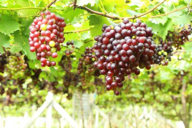 Doğa ile bağ taze üzüm