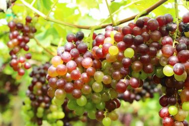 Doğa ile bağ taze üzüm