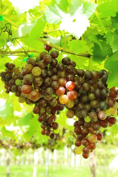 Uvas frescas na vinha com a natureza — Fotografia de Stock