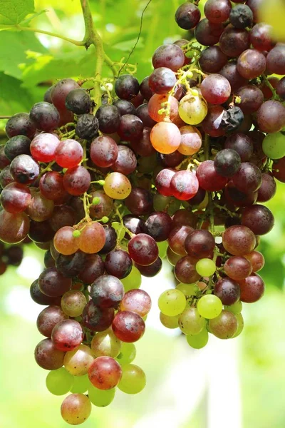 Fresh grapes in the vineyard with nature — Stock Photo, Image