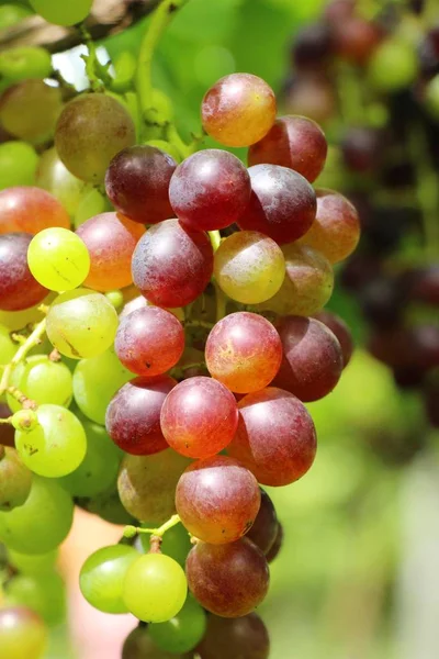 Doğa ile bağ taze üzüm