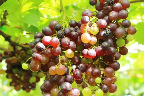 Raisins frais dans le vignoble avec la nature — Photo