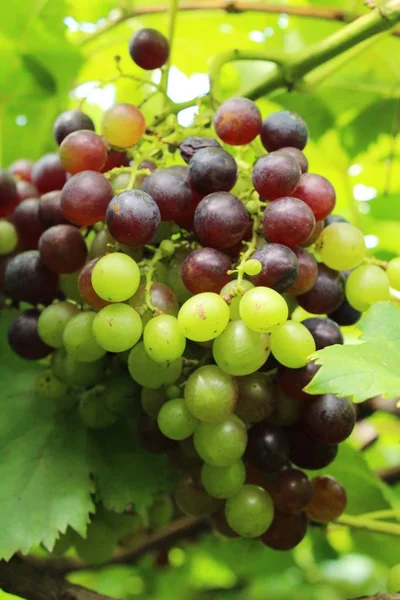 Uvas frescas na vinha com a natureza — Fotografia de Stock