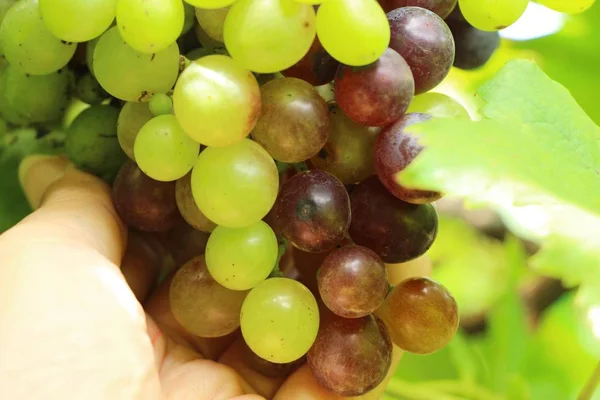 Raisins frais dans le vignoble avec la nature — Photo