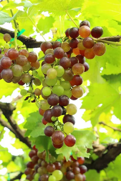 Fresh grapes in the vineyard with nature — Stock Photo, Image