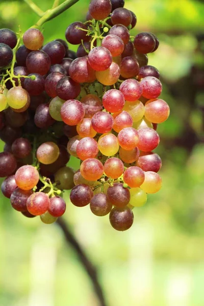 Uvas frescas na vinha com a natureza — Fotografia de Stock