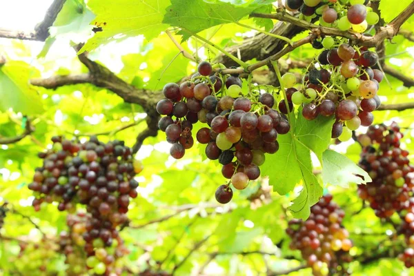 Fresh grapes in the vineyard with nature — Stock Photo, Image