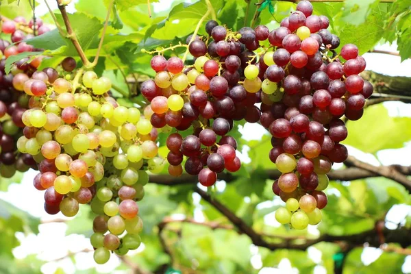 Raisins frais dans le vignoble avec la nature — Photo