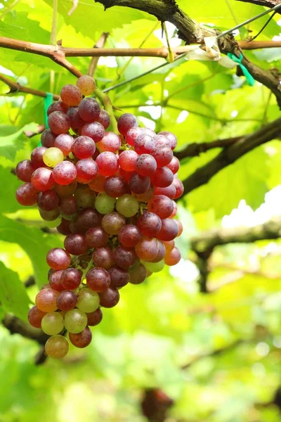 Doğa ile bağ taze üzüm