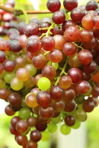 Свежий виноград в винограднике с природой — стоковое фото