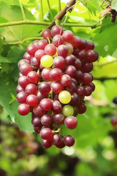 Raisins frais dans le vignoble avec la nature — Photo