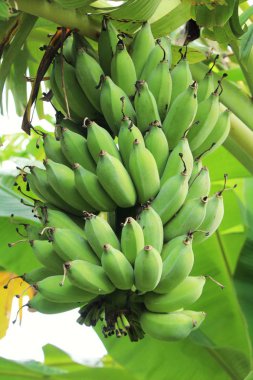 Ağaç doğa ile muz demet