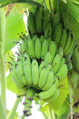 Ağaç doğa ile muz demet