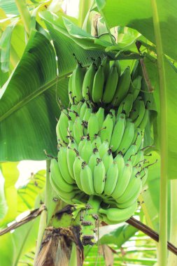 Ağaç doğa ile muz demet